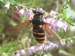 Sericomyia silentis