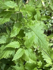 Scrophularia parviflora