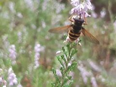 Sericomyia silentis