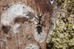 Raglius confusus