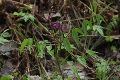 Lathyrus vernus