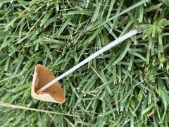 Conocybe apala
