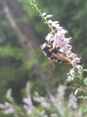 Sericomyia silentis