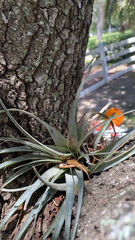 Tillandsia utriculata