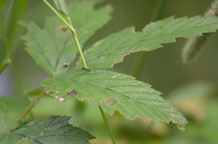 Filipendula