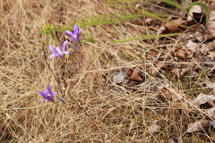 Brodiaea coronaria