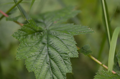 Filipendula