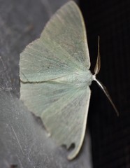 Prasinocyma semicrocea