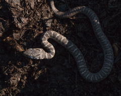 Coluber constrictor