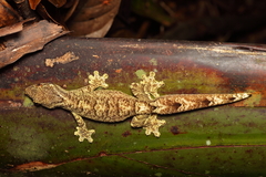 Thecadactylus solimoensis
