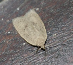 Chezala silvestris