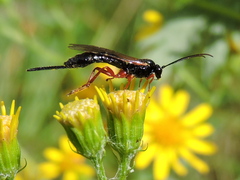 Pimpla rufipes