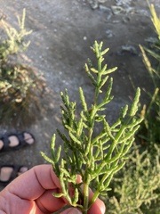 Salicornia