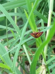 Pyrausta tyralis