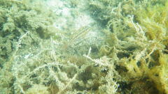Symphodus melops