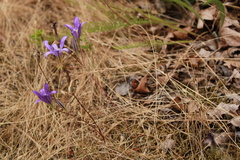 Brodiaea coronaria