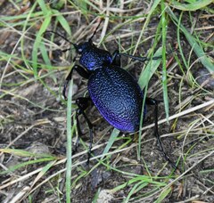 Carabus scabrosus