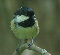 Periparus ater