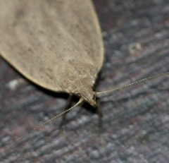 Chezala silvestris