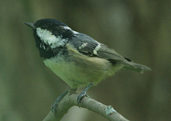 Periparus ater