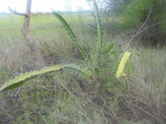 Acanthocereus tetragonus