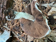 Agaricus arvensis