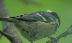 Periparus ater