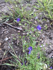 Trichostema dichotomum