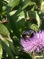 Bombus auricomus