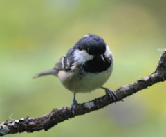 Periparus ater