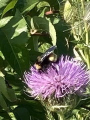 Bombus auricomus