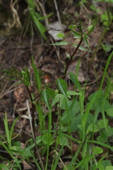 Lathyrus vernus