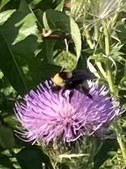 Bombus auricomus