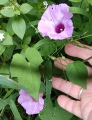 Ipomoea cordatotriloba