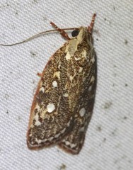 Euchaetis metallota
