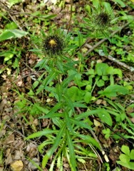 Carlina biebersteinii