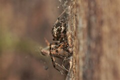 Lepthyphantes
