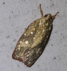 Euchaetis metallota