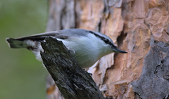 Sitta europaea