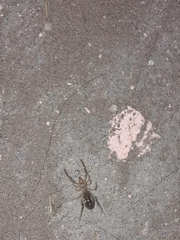 Ammotrechidae