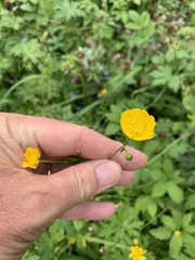 Ranunculus acris