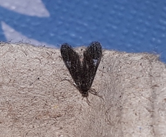 Elophila tinealis