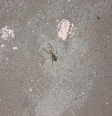 Ammotrechidae