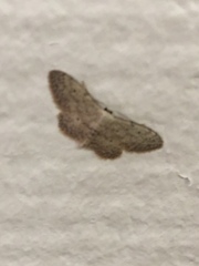 Idaea