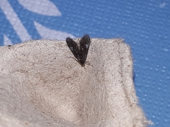 Elophila tinealis