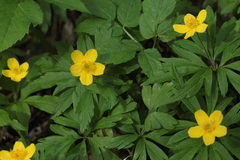 Anemonoides ranunculoides