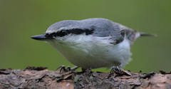 Sitta europaea