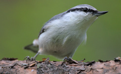 Sitta europaea