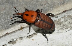 Rhynchophorus ferrugineus