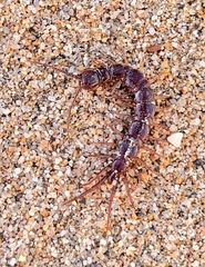 Lithobius